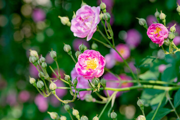 Colorful roses bloom in spring