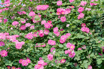 Fototapeta na wymiar Colorful roses bloom in spring