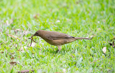 Clay-colored Thrush (Turdus grayi) digging out an earth worm  for breakfast