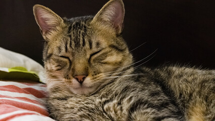 Cute Cat sleeping on a bed, sitting up