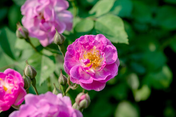 Colorful roses bloom in spring