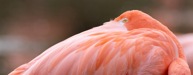 close up of a pink flamingo © Paul