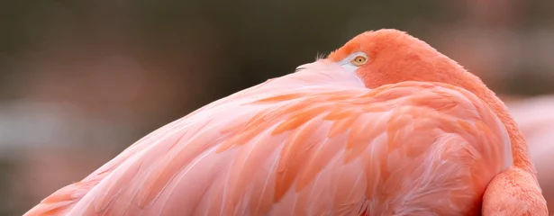 Fotobehang close up of a pink flamingo © Paul