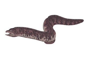 Obraz premium eel marine life animal