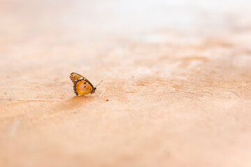 A little butterfly perched on the concrete in the morning.