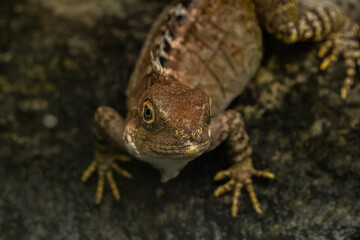 lizard on a rock