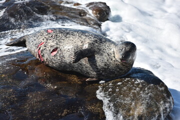 Injured seal attacked by a shark in La Jolla, California