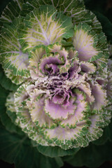 Obraz premium Decorative cabbage