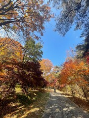 가을 단풍이 예쁜 충북 제천 박달재, 산책로를 걷는 사람 / Bakdaljae Pass in Jecheon, Chungcheongbuk-do, where autumn leaves are pretty, a person who walks on the trail 