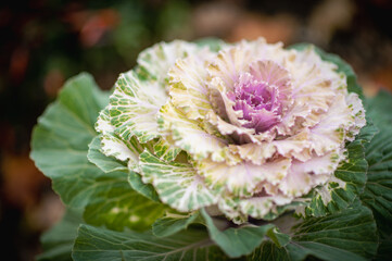 Decorative cabbage