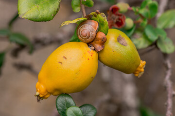 Chaenomeles japonica flowers  with fruits in autumn
