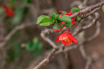 Chaenomeles japonica flowers  with fruits in autumn