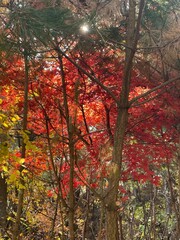 가을 단풍이 예쁜 충북 제천 박달재, 산책로를 걷는 사람 / Bakdaljae Pass in...