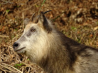 Fototapeta premium 二ホンカモシカ