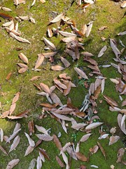 충북 제천 박달재 목굴암 뒤 공원, 가을 공원 산책 / A walk in the park behind Mokgulam Hermitage and autumn park in Bakdaljae Pass, Jecheon, Chungcheongbuk-do