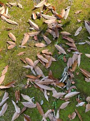 충북 제천 박달재 목굴암 뒤 공원, 가을 공원 산책 / A walk in the park behind Mokgulam Hermitage and autumn park in Bakdaljae Pass, Jecheon, Chungcheongbuk-do