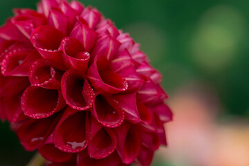 dahlia blooms in a sunny autumn day in the garden