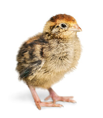 Chick - Baby Chicken