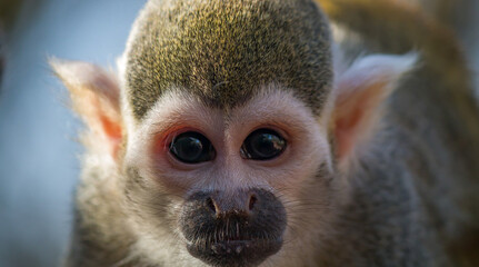 Monkey portrait