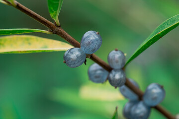 Deep glossy poisonous blue berriesberries in autumn