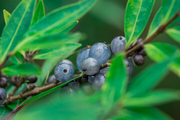 Deep glossy poisonous blue berriesberries in autumn