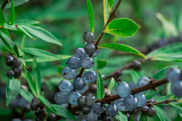 Deep glossy poisonous blue berriesberries in autumn