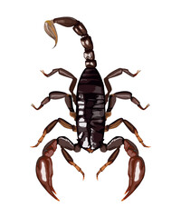 scorpion dangerous insect