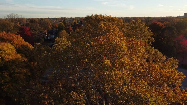 autumn in the forest