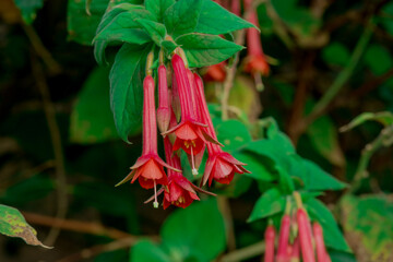 Fuchsias Pink and Purple Hanging Flowers