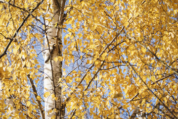 Fototapeta premium Birch tree yellow foliage in autumn, Betula populifolia in fall