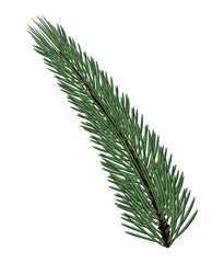 christmas pine fir