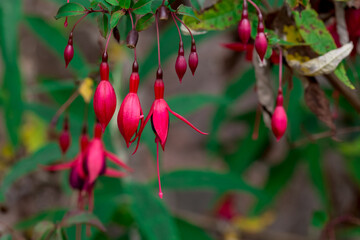Fuchsias Pink and Purple Hanging Flowers