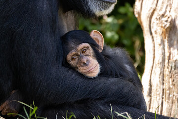 Baby chimpanzee