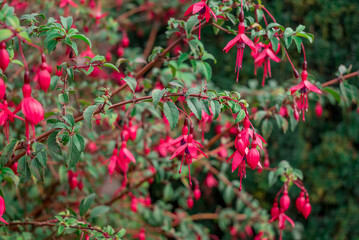 Fuchsias Pink and Purple Hanging Flowers