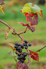 Garden organic grapes growing in midlands england