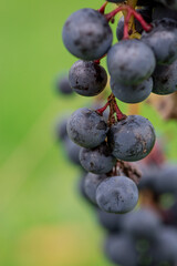 Garden organic grapes growing in midlands england