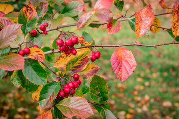 Hawthorn branch with red berries in autumn. Shallow depth f field.