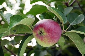 Apple and leaves on tree branch in garden, closeup
