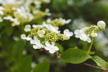 Japanese snowball Viburnum plicatum plant with tiny white flowers, close-up shot at shallow depth of field