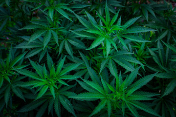 Naklejka na ściany i meble Young bushy cannabis plant growing outdoors