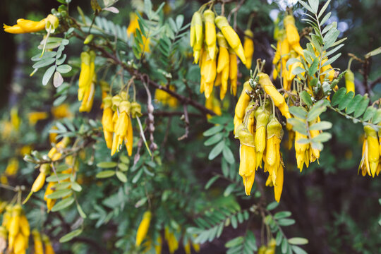 native New Zealander Sophora microphylla Kōwhai plant with pointy yellow flowers shot at shallow depth of field