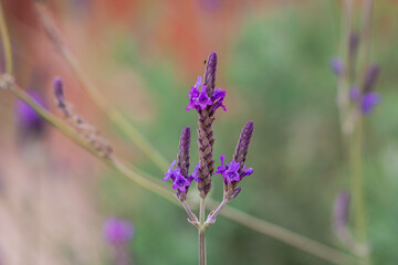 Lavender growing in summer garden closeup