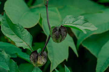 Nicandra physalodes, plant apple of peru in garden. Close up.