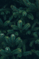 Background of pine branches. Coniferous green texture. Creative layout made of Christmas tree branches. Flat lay. Nature New Year concept.