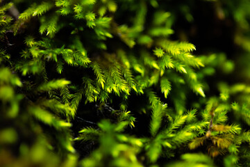 Green moss closeup