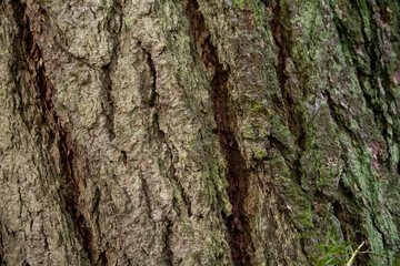 Texture of bark wood use as natural background. High quality photo
