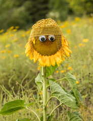 sunflower fun 