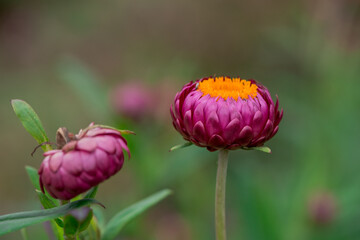 Xerochrysum bracteatum ( golden everlasting or strawflower)