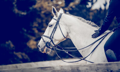 Fototapeta na wymiar Portrait sports stallion in the bridle. Equestrian sport.