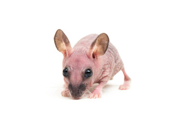 Cute dwarf Hairless hamster isolated on white background